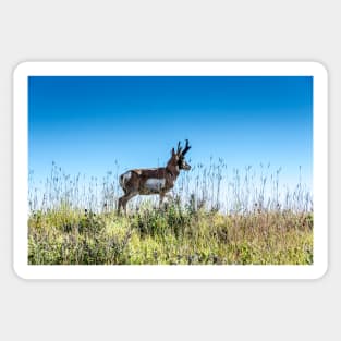 Pronghorn King of the Mountain Sticker